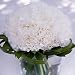 Send Fresh Cut Flowers - Carnation Centerpiece (3pc) - White