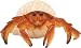 Safari Incredible Creatures: Hermit Crab
