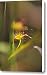 A Delicate Yellow-gold And Lime Green Canvas Print / Canvas Art - Artist Jason Edwards