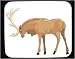Mouse Pad with antlers, elk, animal