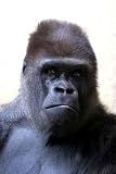 Portrait of Gorilla - 24