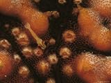 A Commensal Emperor Shrimp Makes its Home on a Sea Cucumber Animals Photographic Poster Print, 56x42
