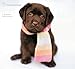 Rachael Hale Dogs Wall Calendar (2015)