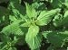 Stinging Nettles, Close Up, Spring Photographic Poster Print by David Boag, 24x18