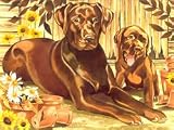 Review Reeves pl/67 / Senior Paint By Numbers - Resting Labrador PL67