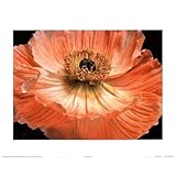 Poppy Flower (Color Close-Up) Art Poster Print