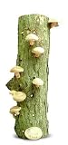 SHIITAKE MUSHROOM LOG