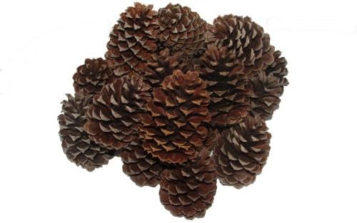Natural Loblolly Pine Cones by Karoline Krafts