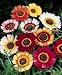 Painted Daisy - 200 + Mixed Seeds