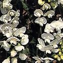 Sweet Pea Everlasting White Pearl