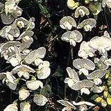 Sweet Pea Everlasting White Pearl