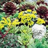 Perennial Seeds - Rare Succulent Mix Seeds