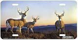 Sundown - Western Wild Deer Decor Art Print - License Plate Tag By Nancy Glazier From Airstrike
