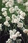 Snowy Woodrush 50 Seeds - Luzula nivea - Aquatic