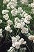 Snowy Woodrush 50 Seeds