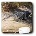 Albom Design Animals - Crocodile Sunning on the Shore Tropical Queensland Australia - Mouse Pads
