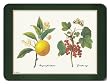 Jason Redoute Fruit Placemats - Set of 4 (Large)