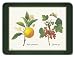 Jason Redoute Fruit Placemats - Set of 4 (Large)