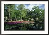 Azaleas at Bryan Park, Richmond VA Framed Photographic Poster Print by Everett Johnson, 36x26