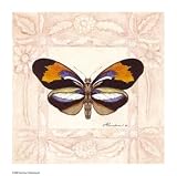 Butterfly Display 1 Art Poster Print by Consuelo Gamboa, 7x7