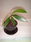 Porzellanblume (Hoya pubicalyx) - Jungpflanze