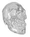 Crystal Clear Translucent Human Skull Figure Statue