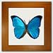 Real Butterfly Blue Morpho Art Frame Home Decor Green Gift Idea For Her, For Him, For One Who Has It All, Home Decorator