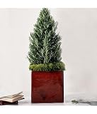 rosemary tree