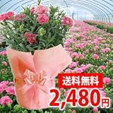 �y���������I�Q�S�W�O�~�z��̓��@�L�@�͔|�G�R�J�[�l�[�V����5�����F�s���N