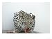 Arabian Leopard on the Brink of Extinction, United Arab Emirates Photographic Poster ...