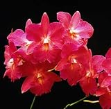 Ctna. Jamaica Red 'Sentinel' HCC/AOS(Bare root plant)