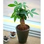 【送料無料】ミニパキラ4号信楽焼陶器鉢植え【インテリアグリーン】【観葉植物】【誕生日】【お祝い】