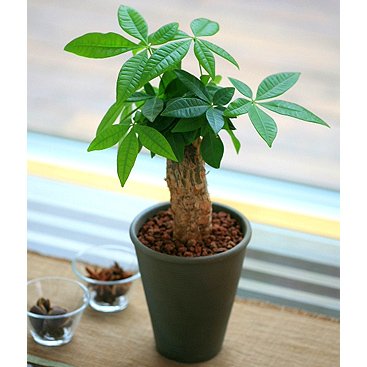【送料無料】ミニパキラ4号信楽焼陶器鉢植え【インテリアグリーン】【観葉植物】【誕生日】【お祝い】