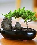 Shogun Juniper Bonsai