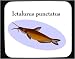 Mouse Pad with fish, aquarium