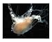Jellyfish Animals Photographic Poster Print by Larissa Casebolt, 10x8
