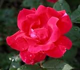 Red Knockout Rose