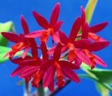 Lc. Rojo 