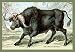 African Buffalo - Paper Poster (18.75 x 28.5)