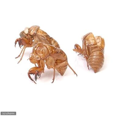 (昆虫)セミの抜け殻(5個) 本州・四国限定[生体]