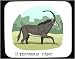 Decorated Mouse Pad with africa, sable, antelope, hippotragus, deer, animal, horns, n...