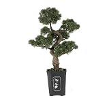 36 Cedar Bonsai Tree