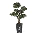 36 Cedar Bonsai Tree