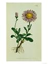 Alpine Astor, Botanical Picture Subject Giclee Poster Print, 12x16