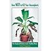 How NOT to Kill Your Houseplants: The Foolproof Guide to Lush, Healthy Plants