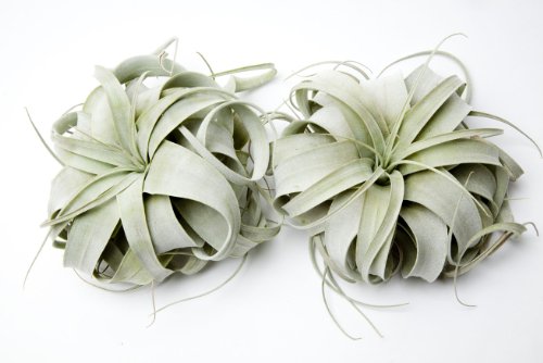 Airplants Xerographica Tillandsia Small 2 Pack (Grown and Shipped from California)