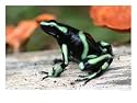 Green and Black Poison Dart Frog (Dendrobates Auratus) in Profile Animals Photographic Poster Print by Roy Toft, 24x18