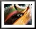 Queen Conch (Strombus Gigas) off Stocking Island, George Town, Bahamas Styles Framed ...