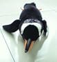 Gentoo Penguin 20in Plush [Toy] [Toy]