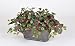 Artificial Mini Coleus in Oval Planter